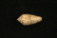 藏品(織錦芋螺)的圖片